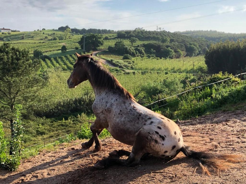 Terra Luso Proche De Montejunto Panzió Cadaval Kültér fotó
